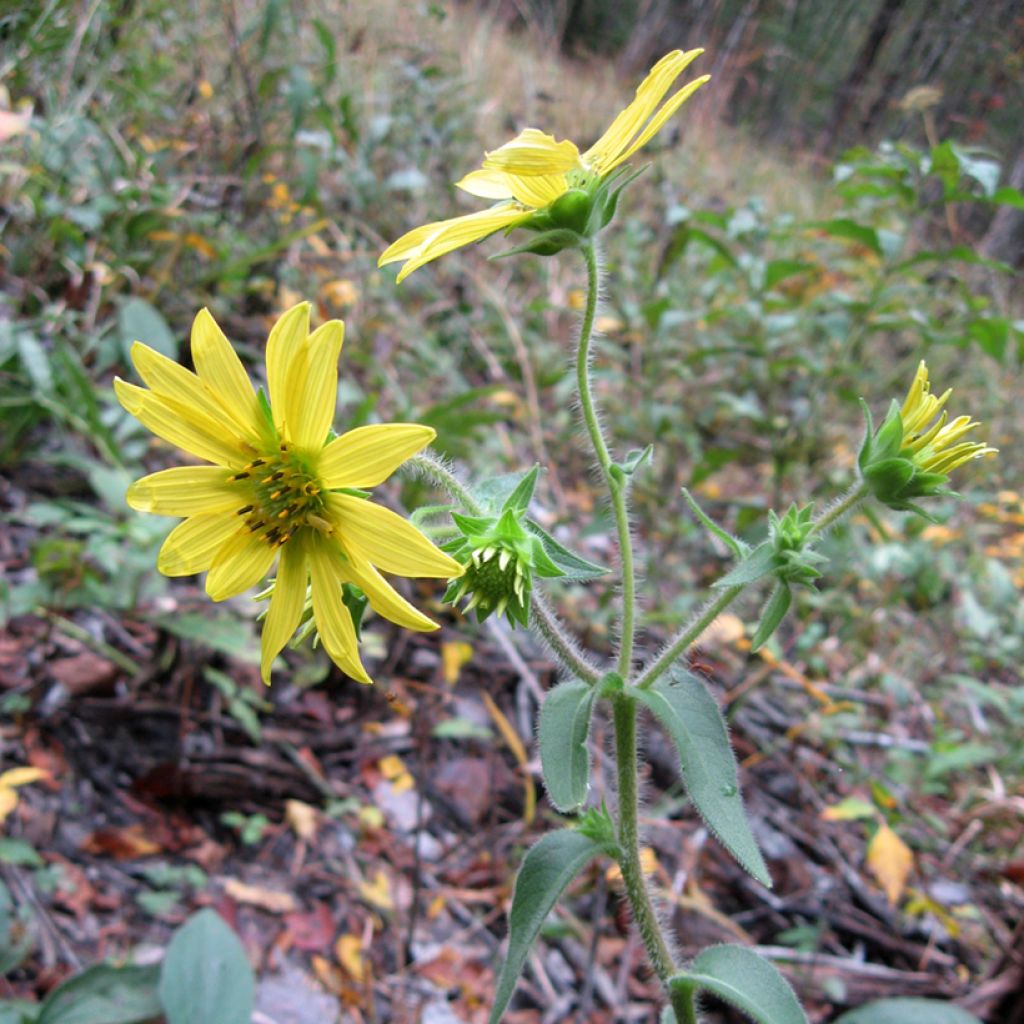 Silphium mohrii