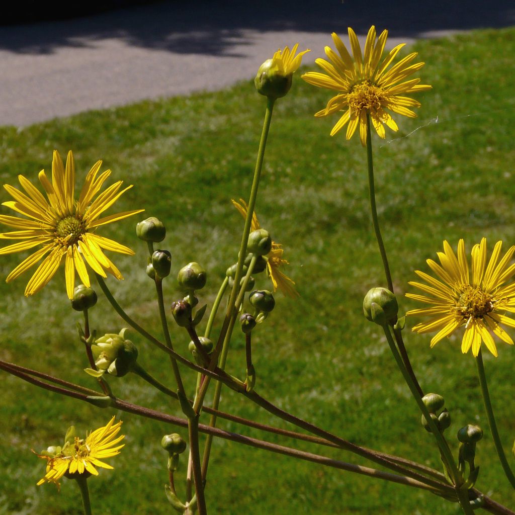 Silphium terebinthinaceum