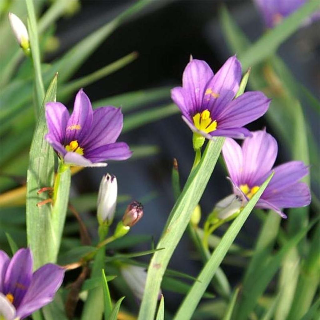 Sisyrinchium Lucerne - Bermudienne hybride