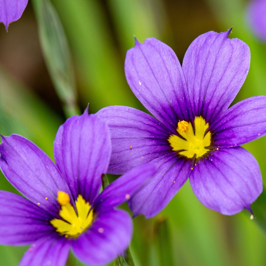 Sisyrinchium angustifolium Lucerne