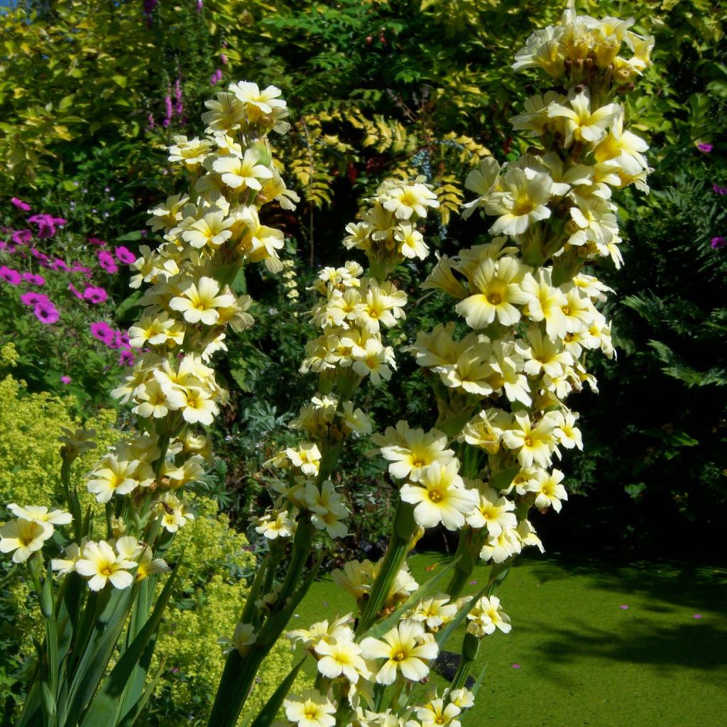 Sisyrinchium striatum