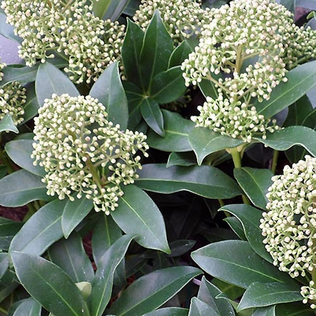 Skimmia japonica Fragrant Cloud