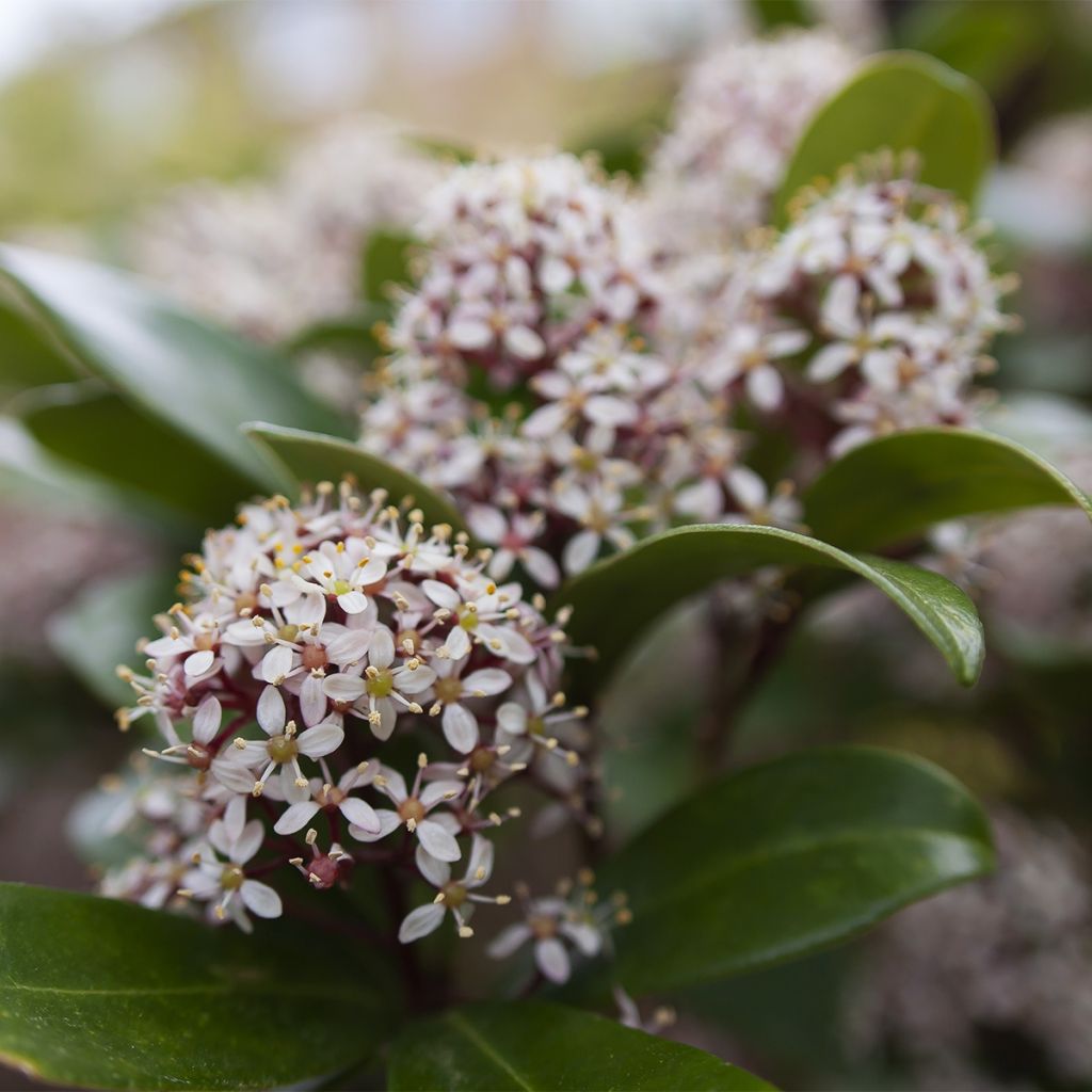 Skimmia japonica Godrie's Dwarf