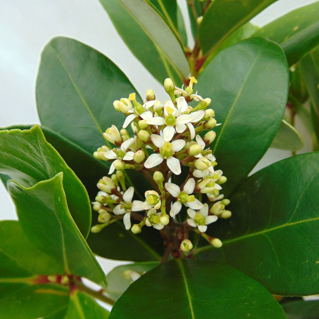 Skimmia japonica Veitchii