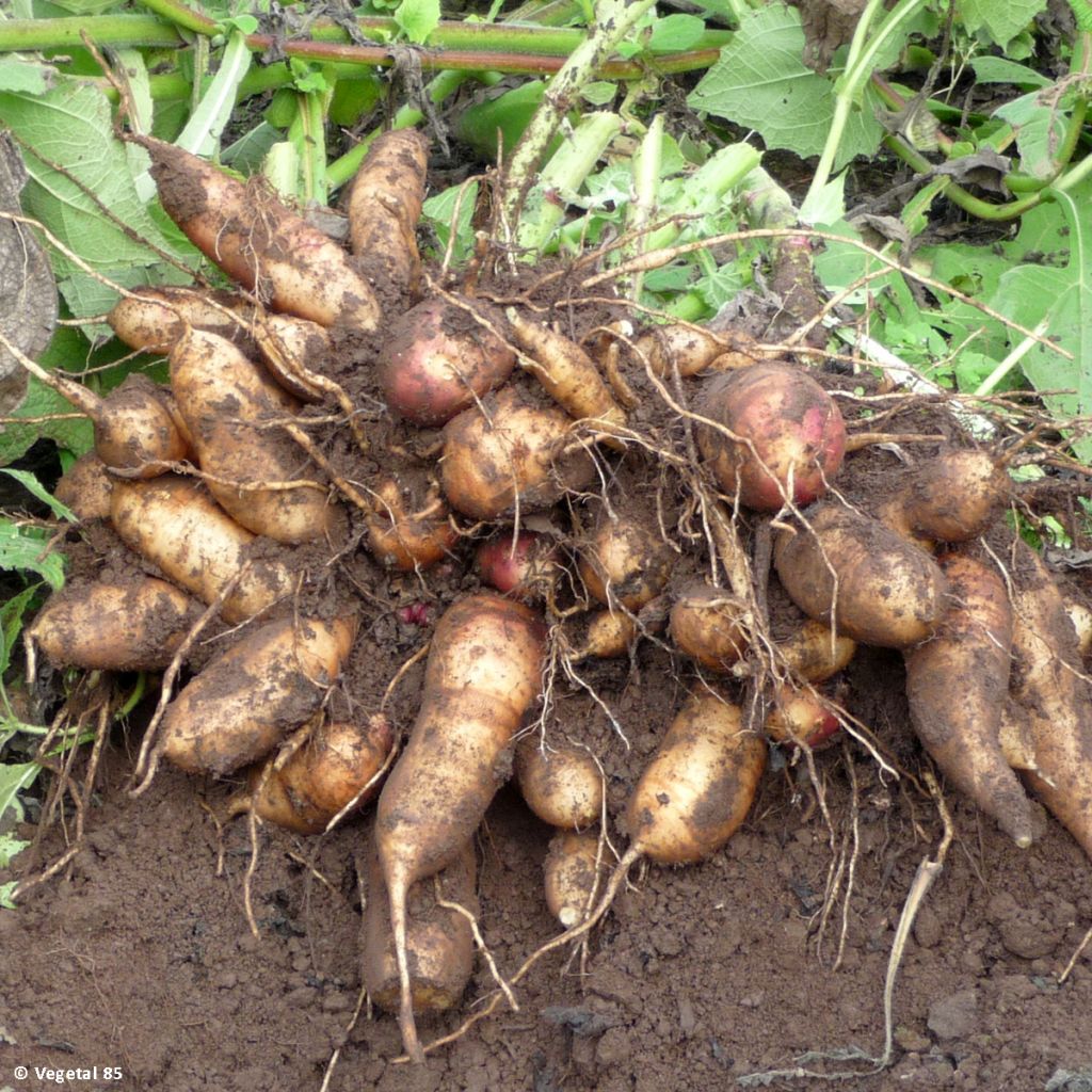 Smallanthus sonchifolius Red Yacon - Poire de terre