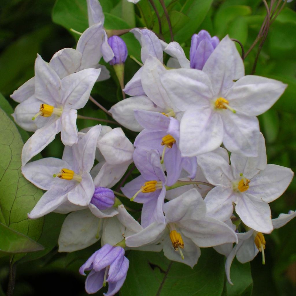 Solanum jasminoides Bleu - Morelle faux-jasmin