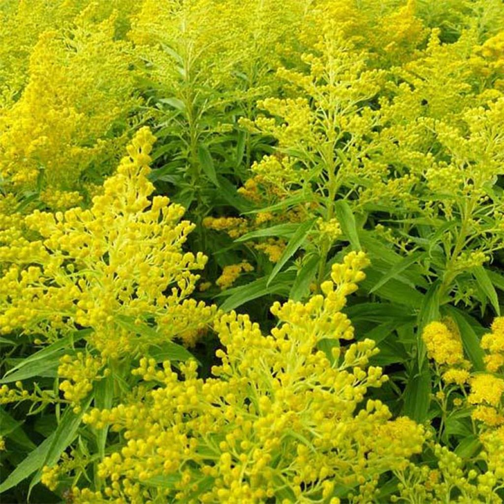 Solidago Golden Mosa - Verga d'oro