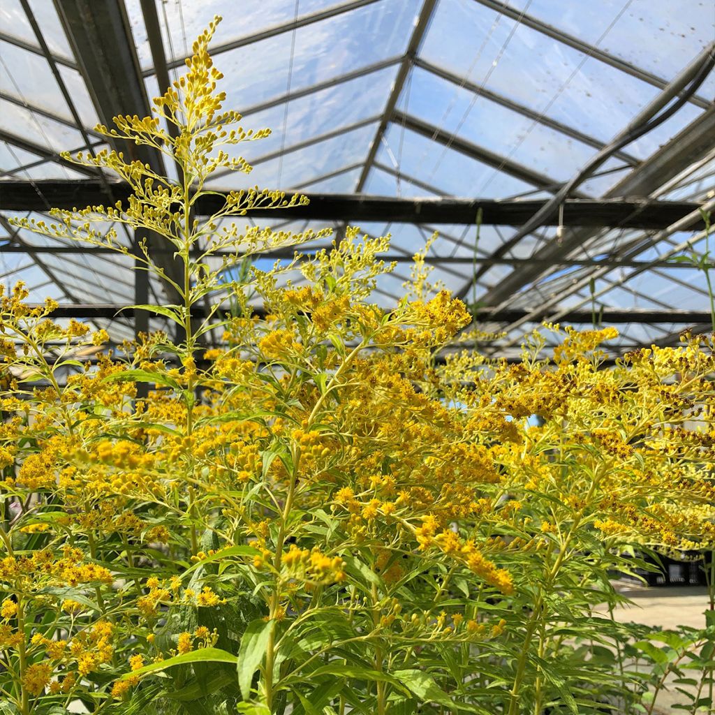 Solidago Golden Mosa - Verga d'oro