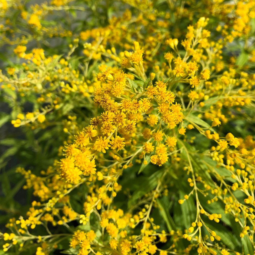 Solidago Golden Mosa - Verga d'oro