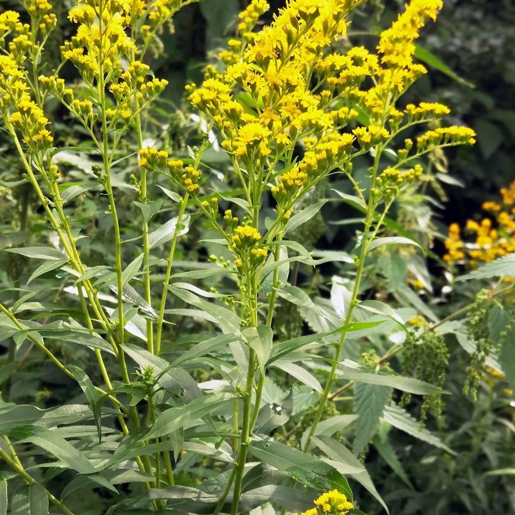 Verge d'or du Canada - Solidago canadensis