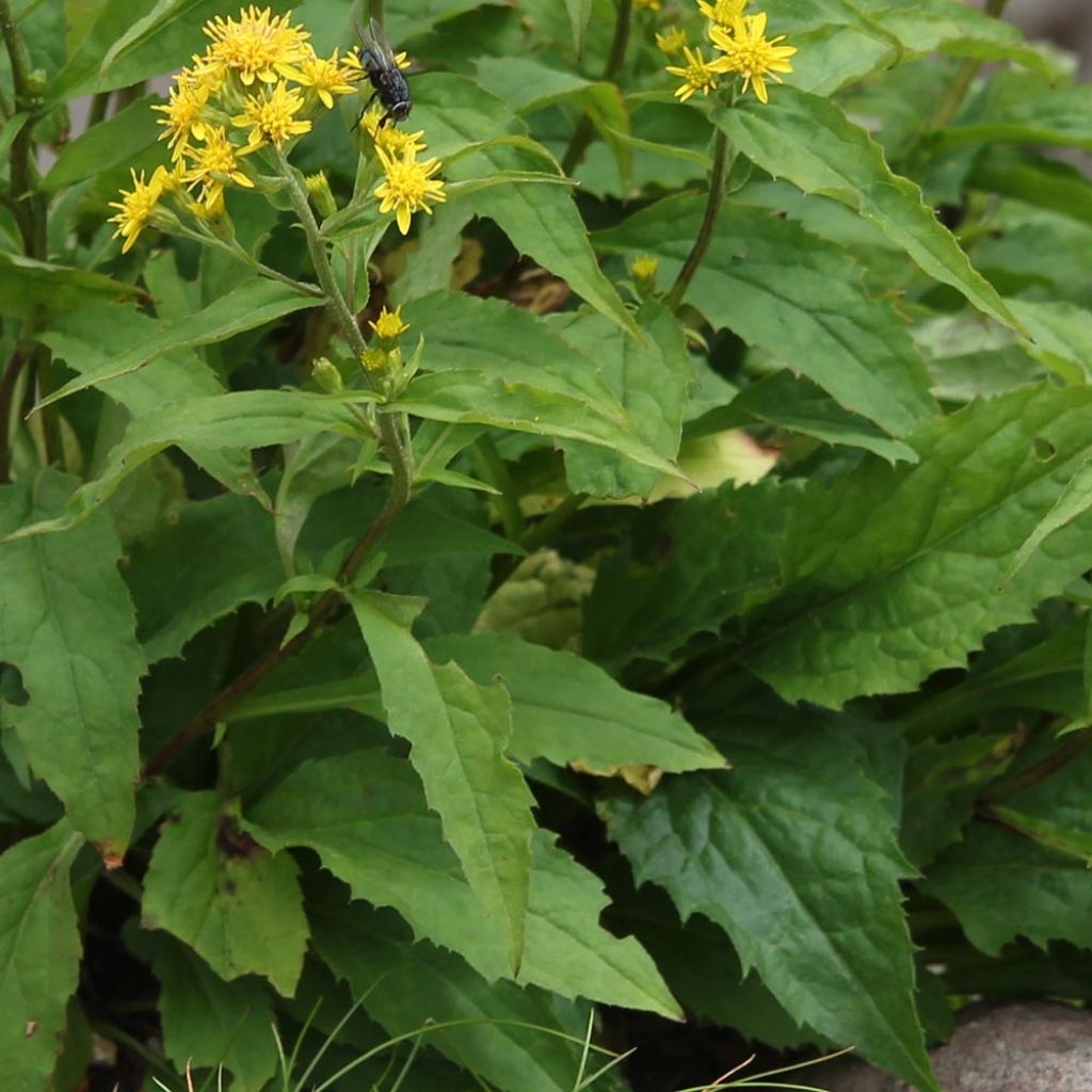 Solidago virgaurea - Baguette d'Aaron - Verge d'or