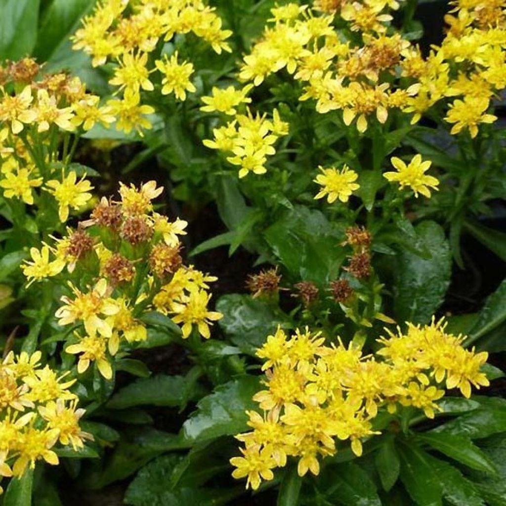 Solidago virgaurea ssp Minuta var. Minutissima - Baguette d'Aaron - Verge d'or