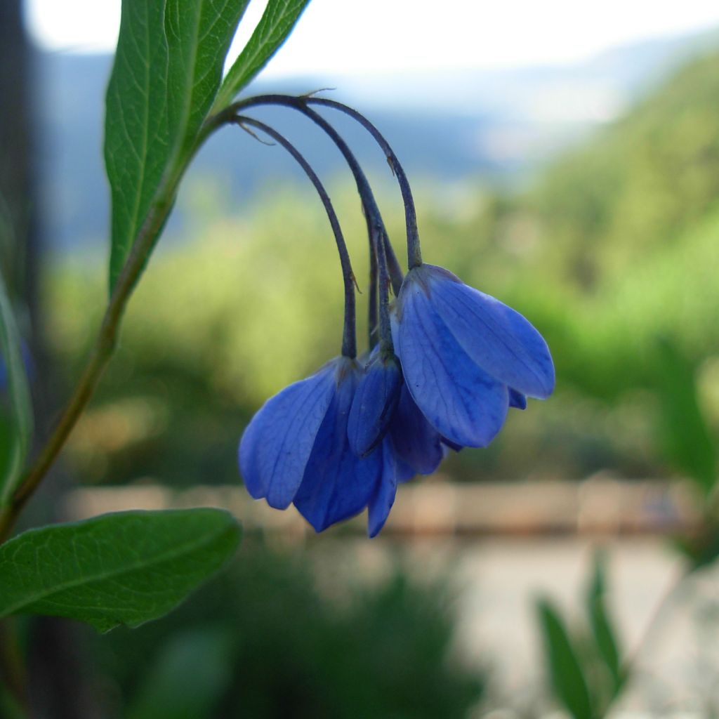 Sollya heterophylla - Australian Bluebell