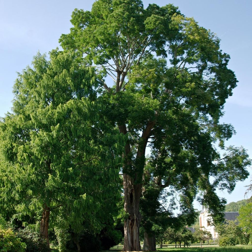 Arbre des pagodes - Sophora japonica