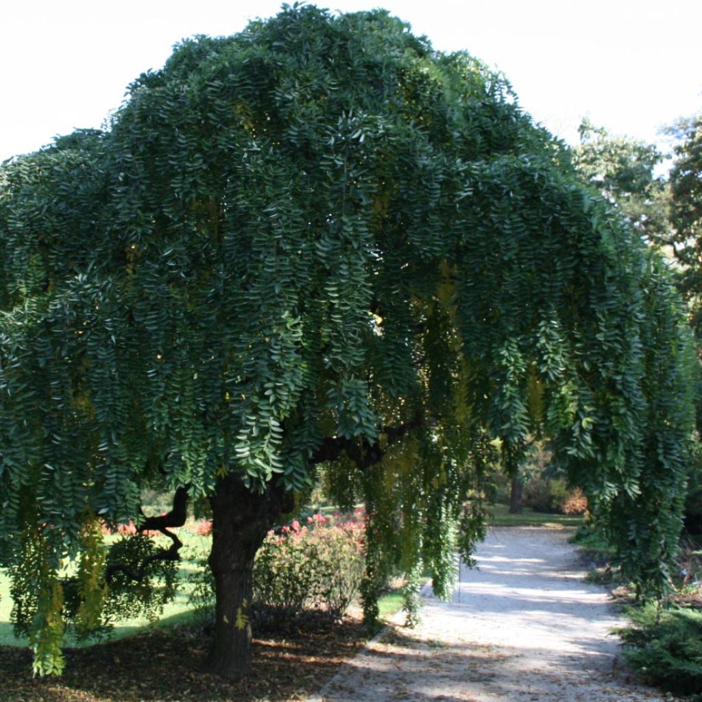 Pagode japonaise - Sophora japonica Pendula