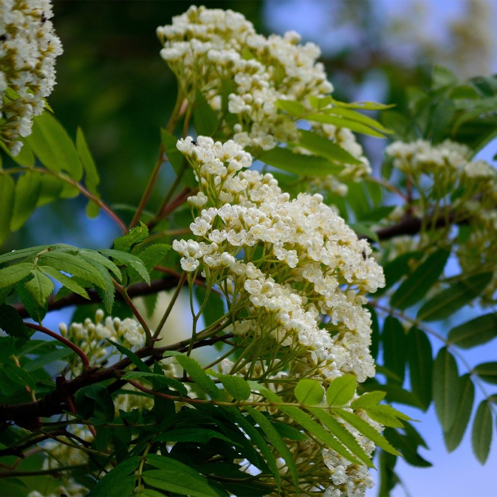 Sorbier des oiseleurs - Sorbus aucuparia Sheerwater Seedling