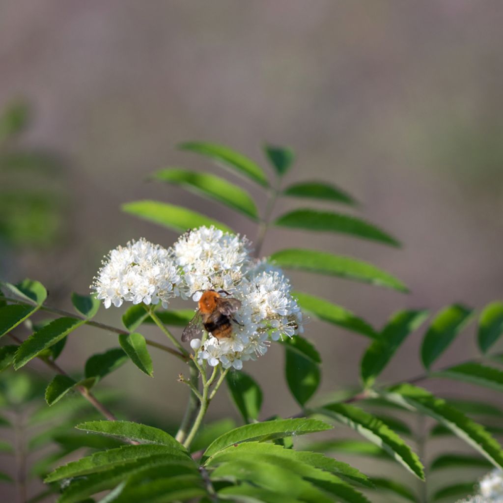 Sorbier des oiseleurs - Sorbus aucuparia Wettra