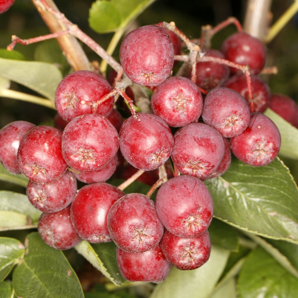 Sorbus aucuparia Alaja Krupnaja