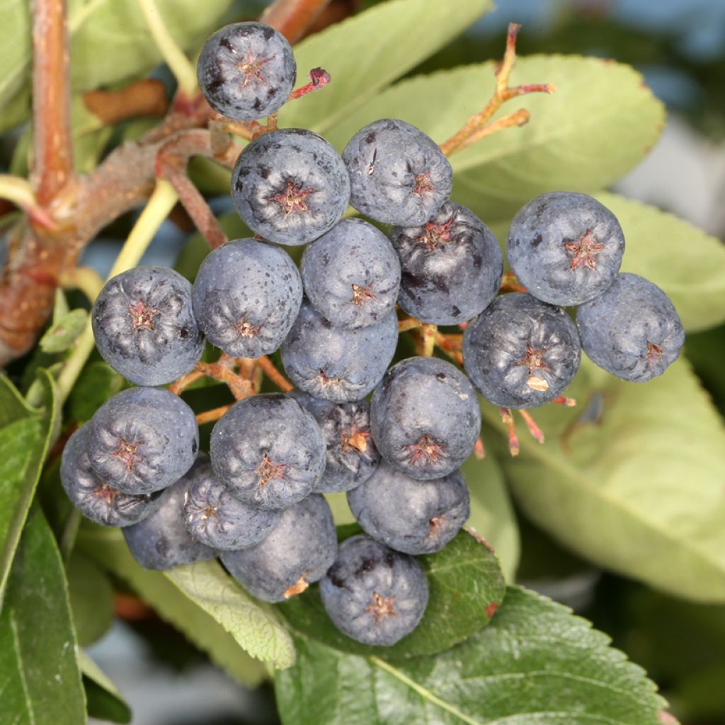 Sorbus Czarne Rubiny