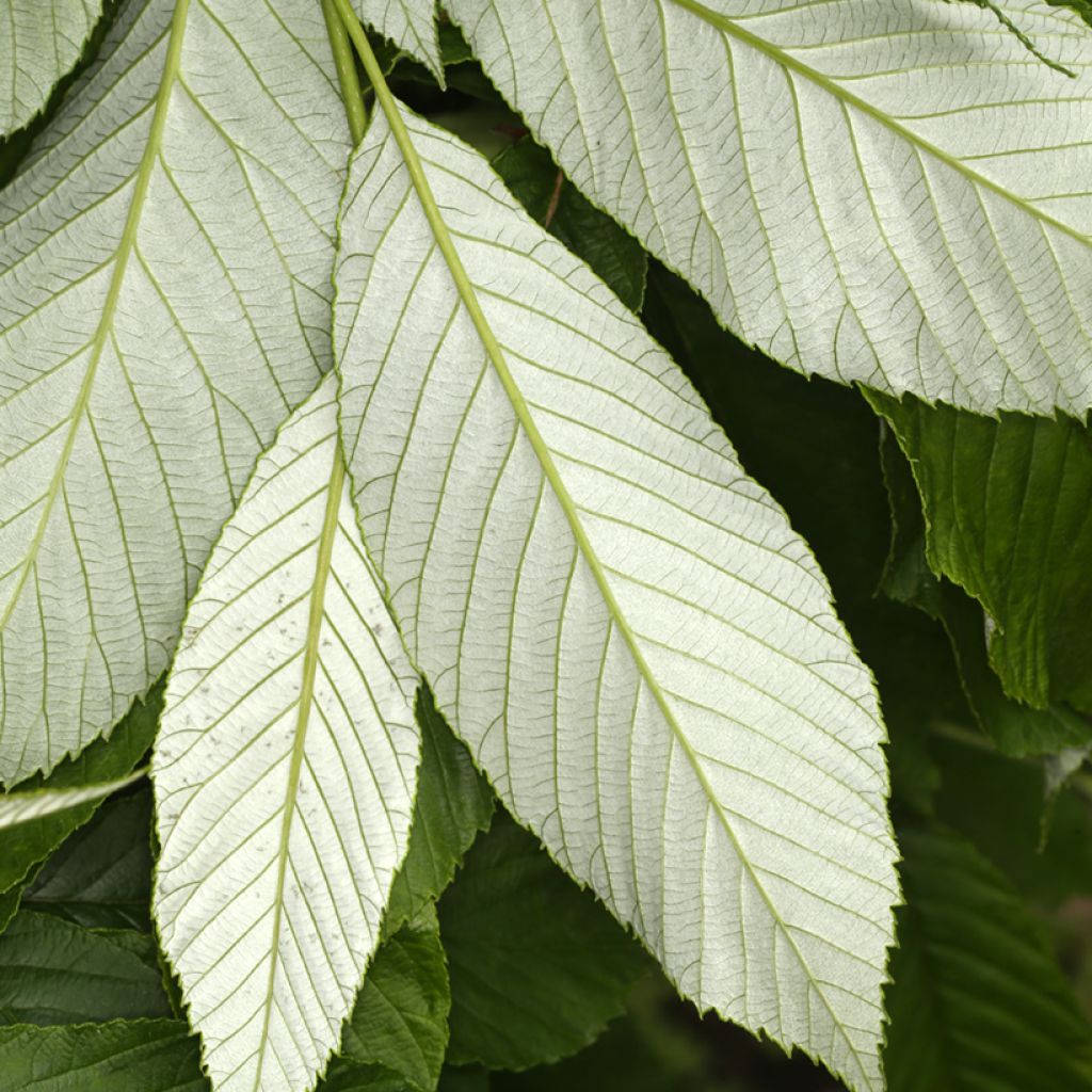 Sorbus John Bond