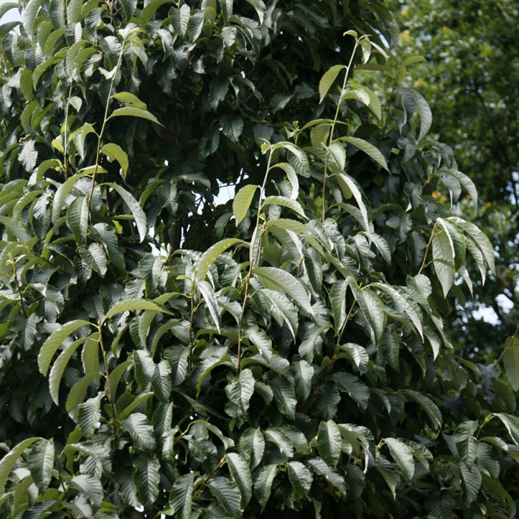 Sorbus John Bond