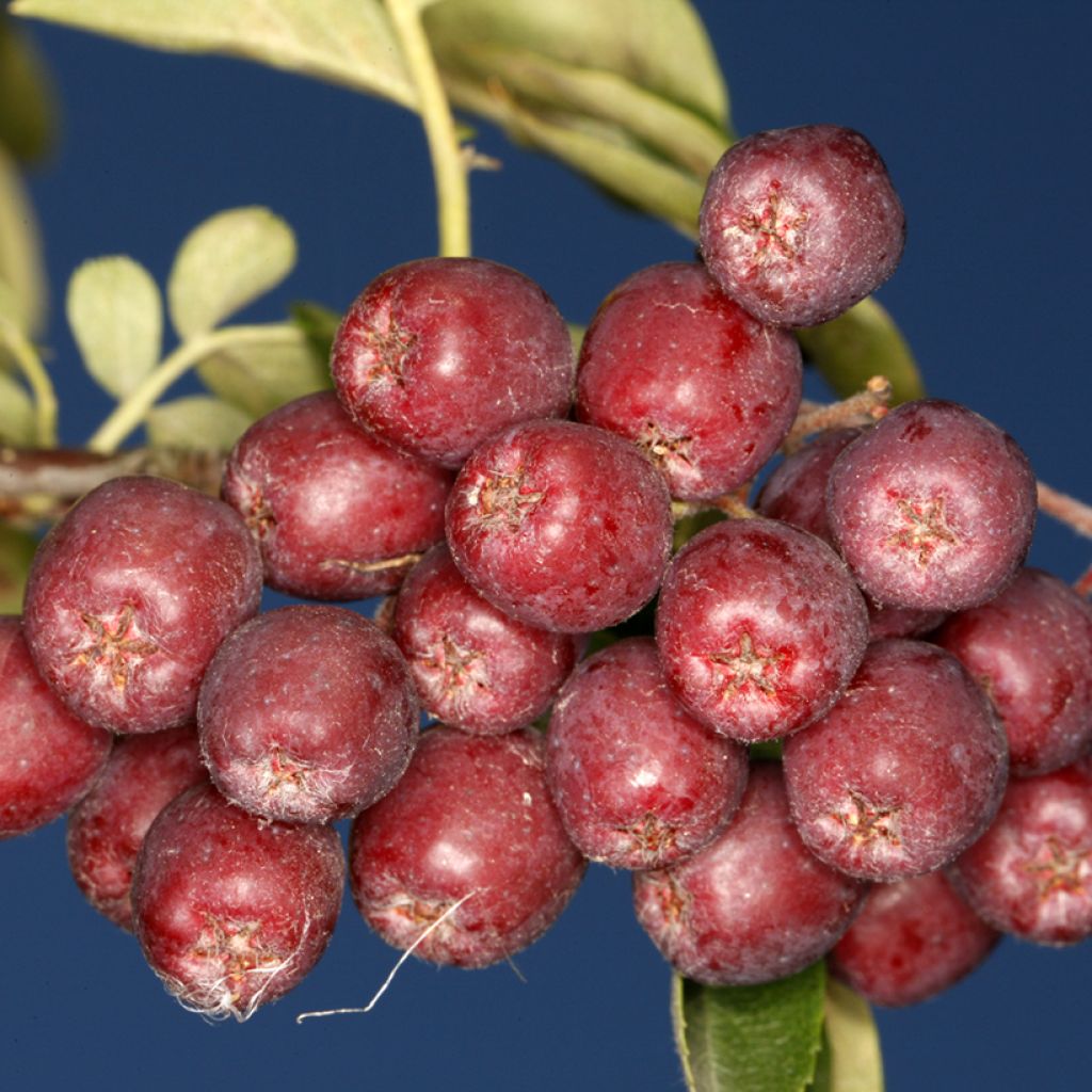 Sorbus aucuparia Krasavica