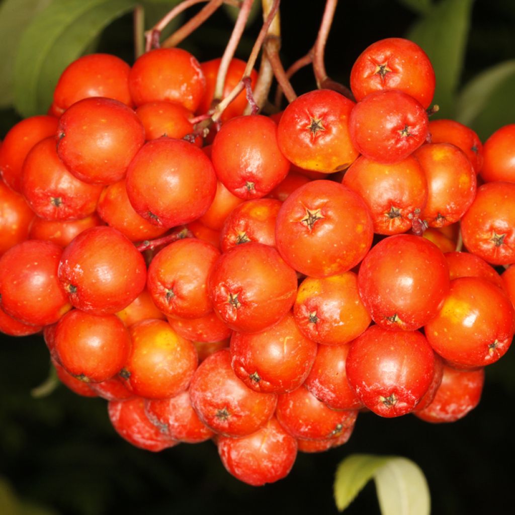 Sorbus aucuparia Krasnaja Krupnaja