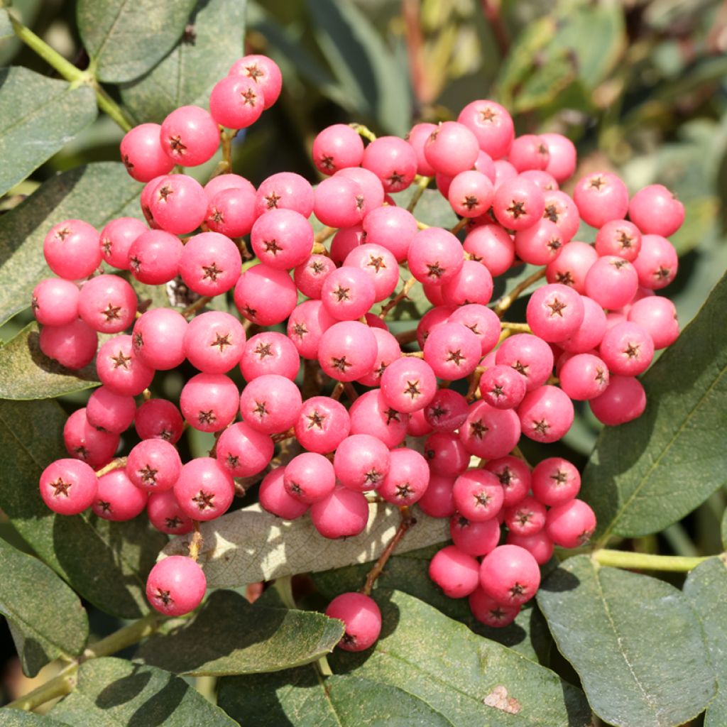 Sorbus Leonard Messel