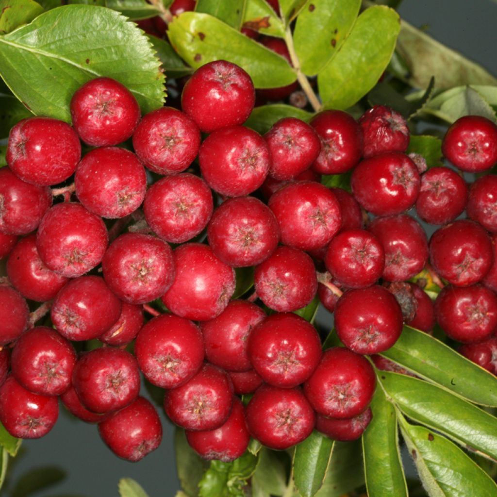 Sorbus Rubinowaja