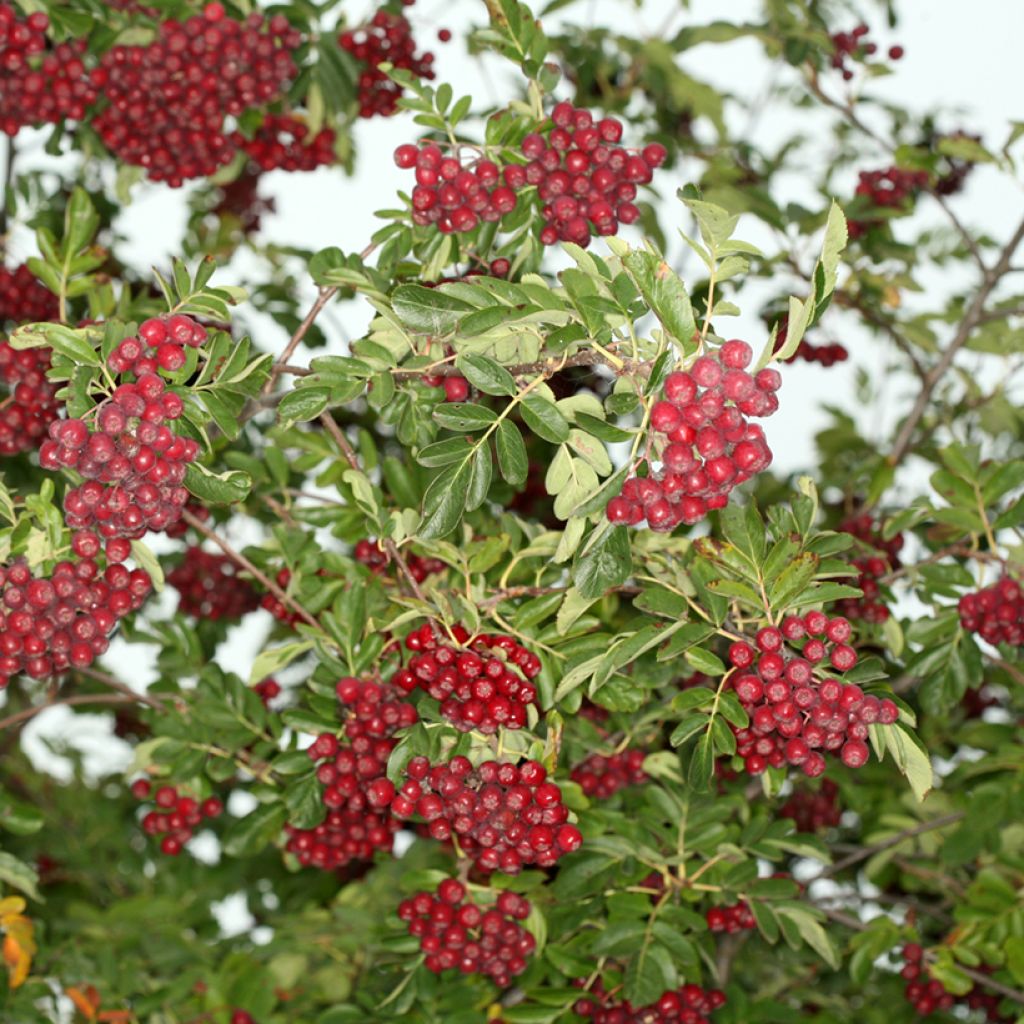 Sorbus Rubinowaja