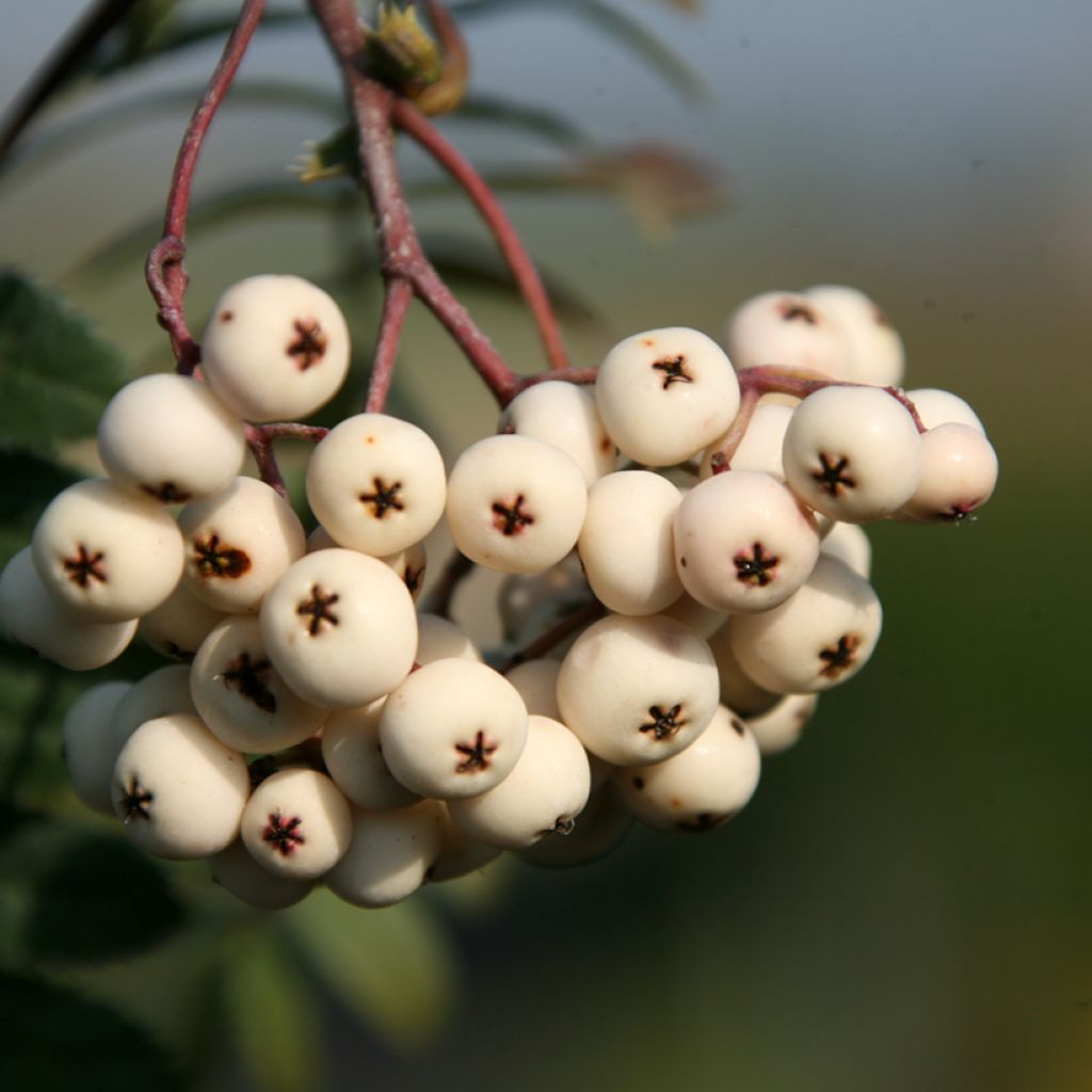 Sorbo - Sorbus arnoldiana White Swan