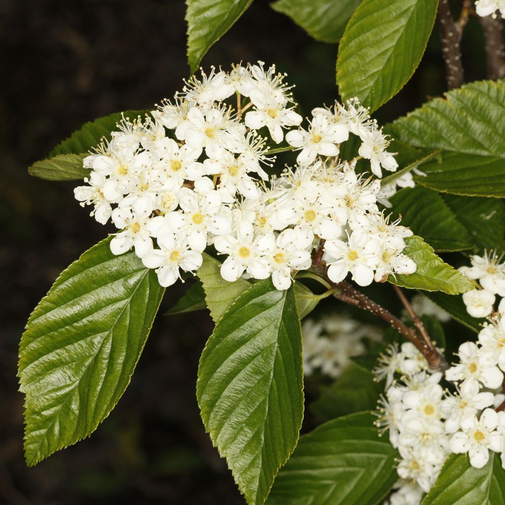 Sorbus alnifolia Red Bird - Ciliegio tardivo a foglie d'ontano