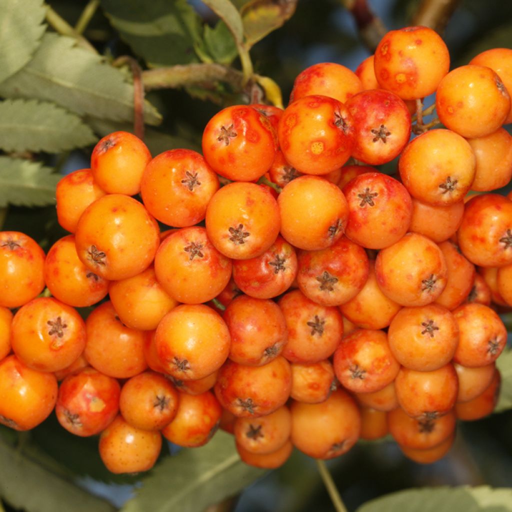 Sorbo - Sorbus arnoldiana Copper Glow