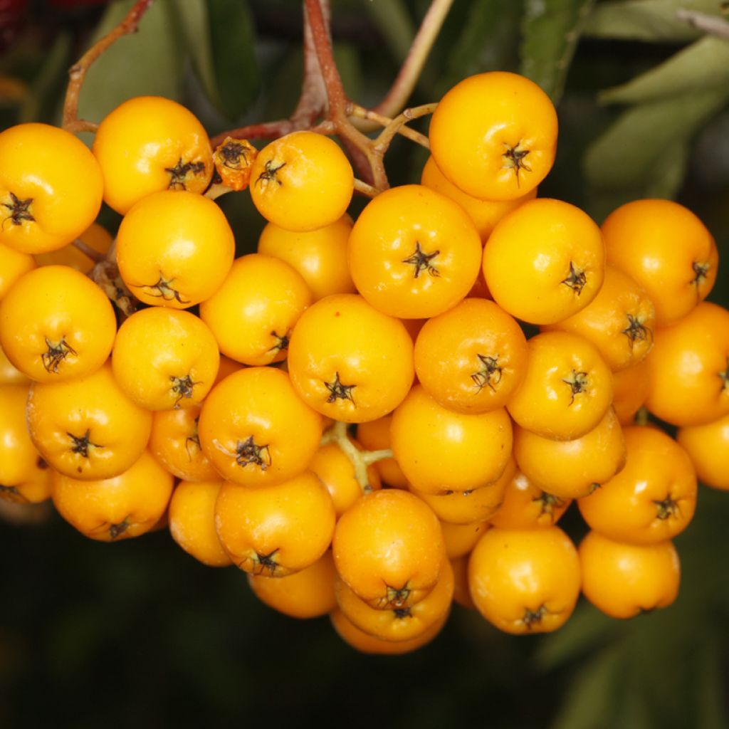 Sorbo - Sorbus arnoldiana Copper Glow