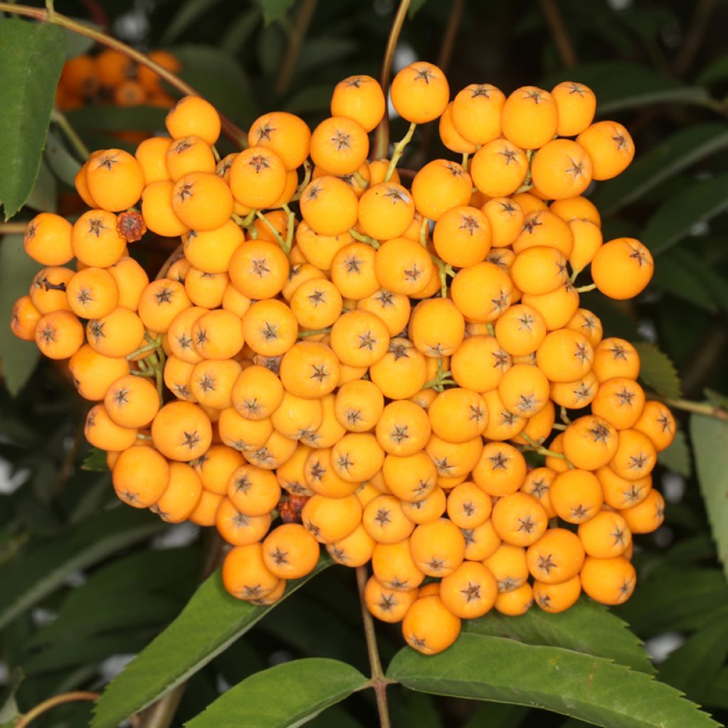 Sorbo - Sorbus arnoldiana Schouten