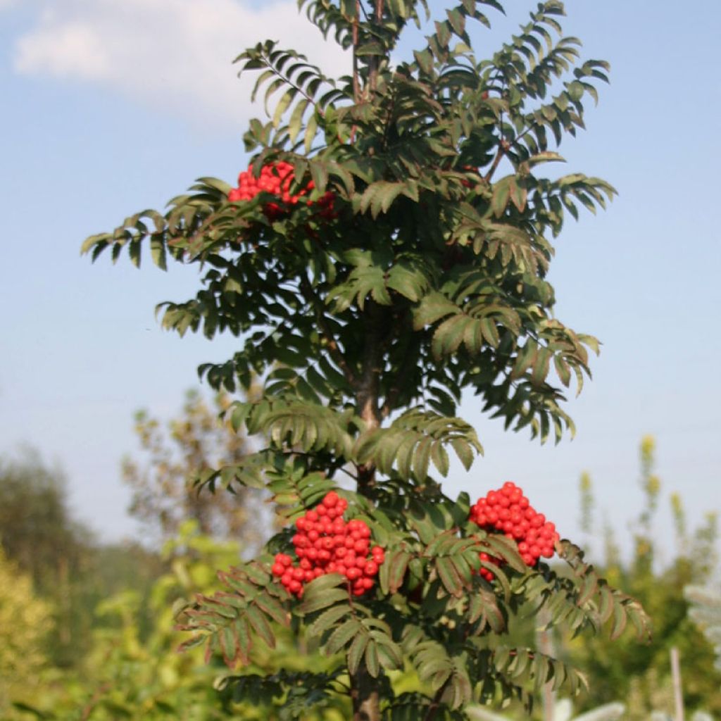 Sorbus aucuparia Fastigiata