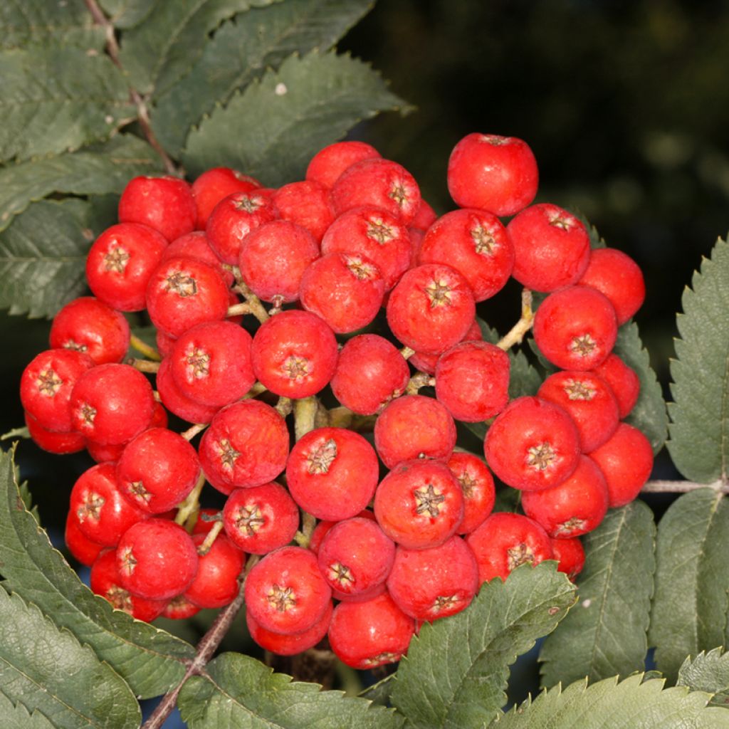 Sorbus aucuparia Fastigiata