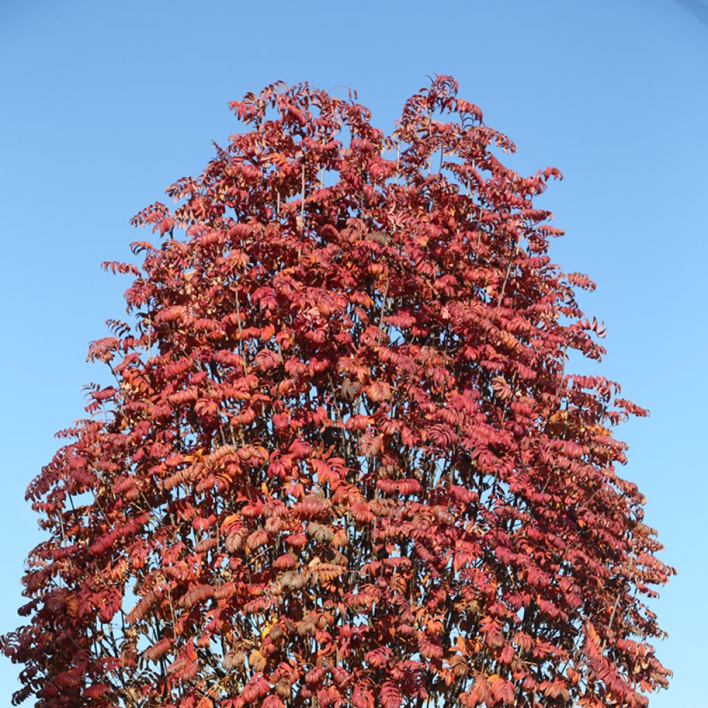 Sorbus aucuparia Fingerprint