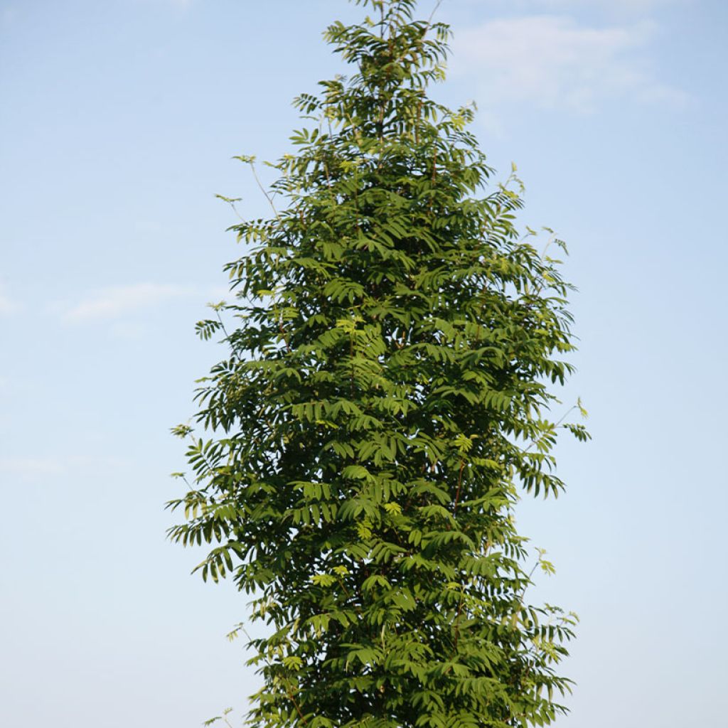 Sorbus aucuparia Fingerprint