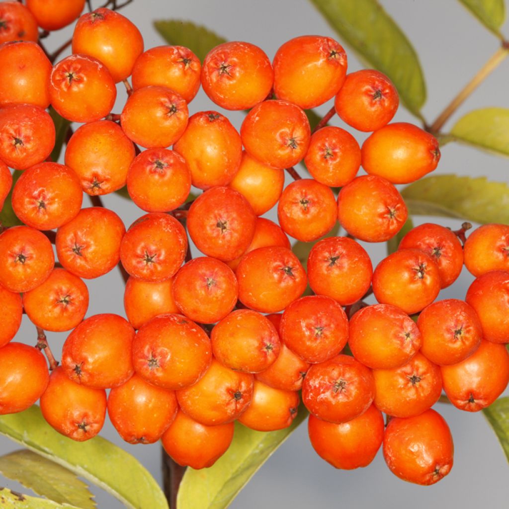 Sorbus aucuparia Konzentra