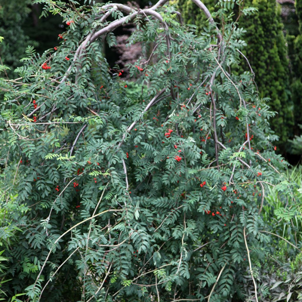 Sorbus aucuparia Pendula