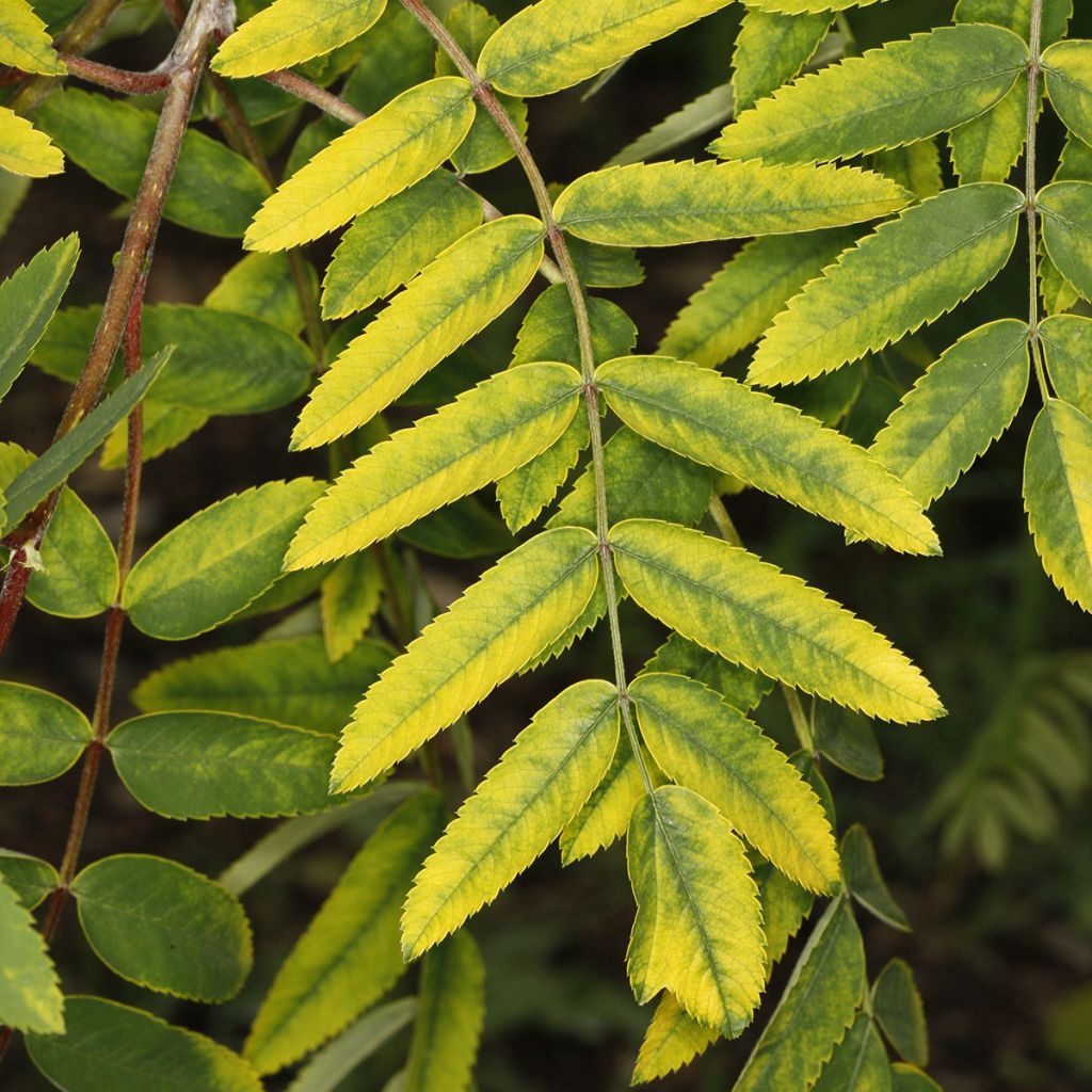 Sorbus aucuparia Pendula Variegata