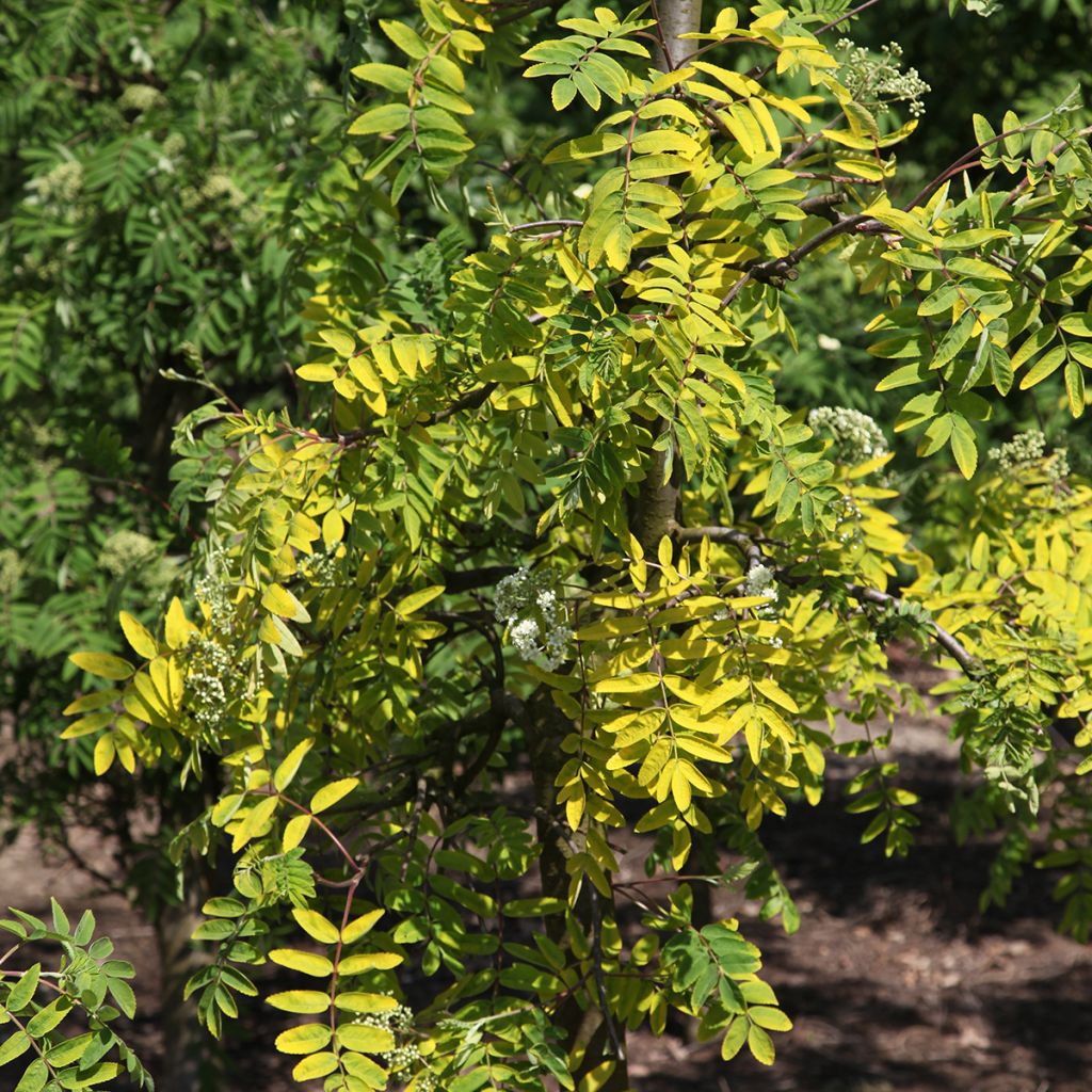 Sorbus aucuparia Pendula Variegata