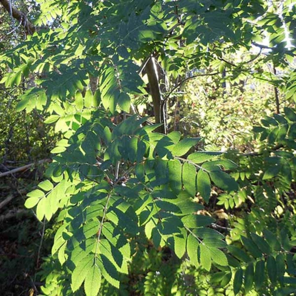 Sorbus aucuparia - Sorbo degli uccellatori