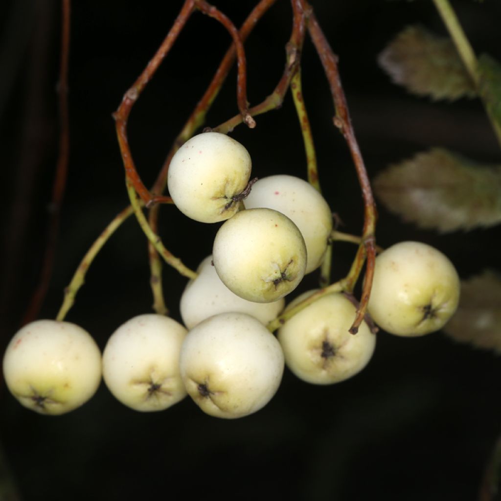 Sorbus filipes