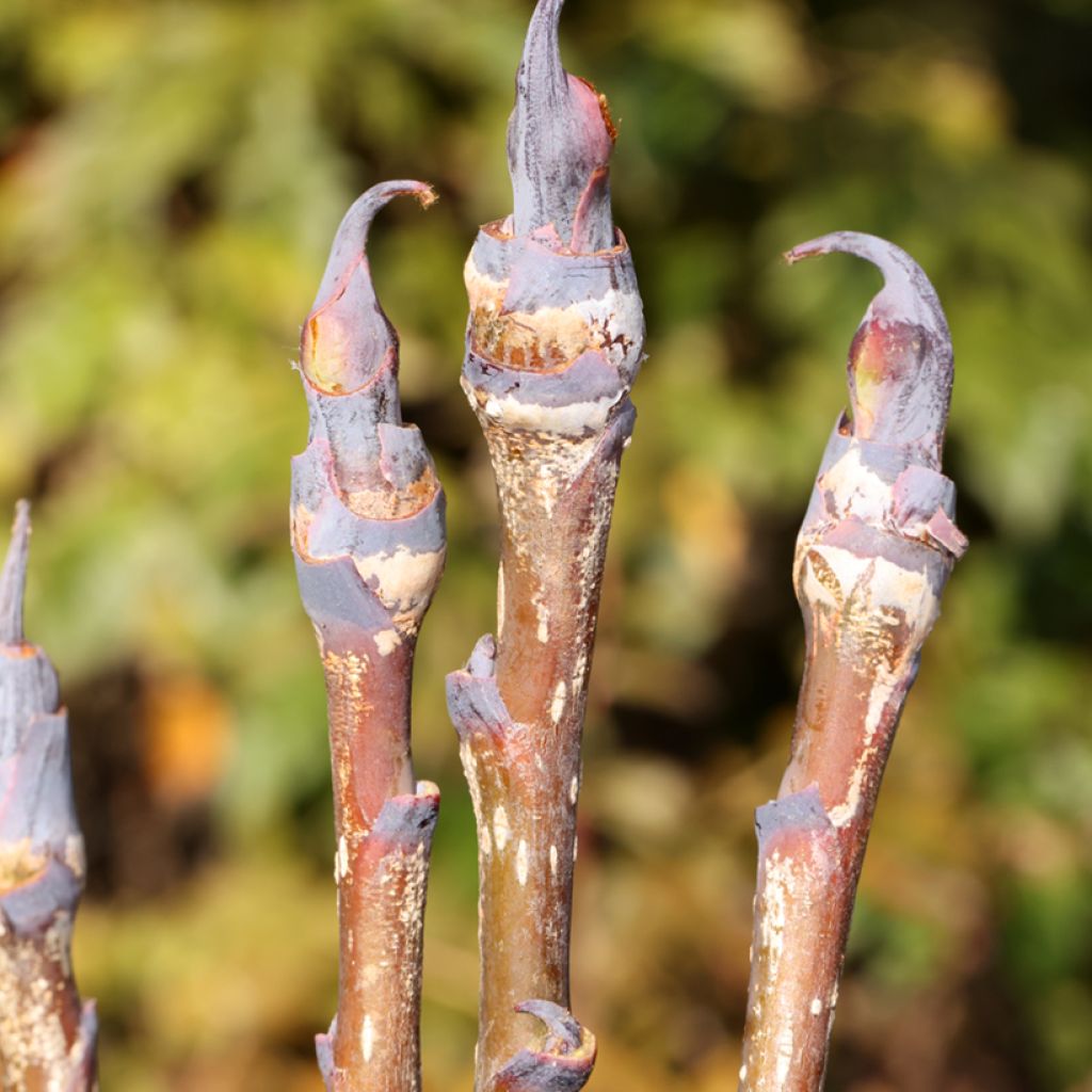 Sorbus matsumurana