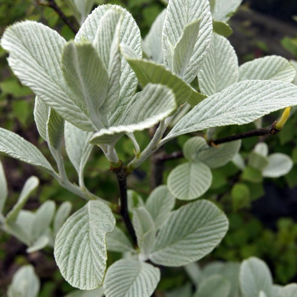 Sorbus wardii - Alisier du Tibet