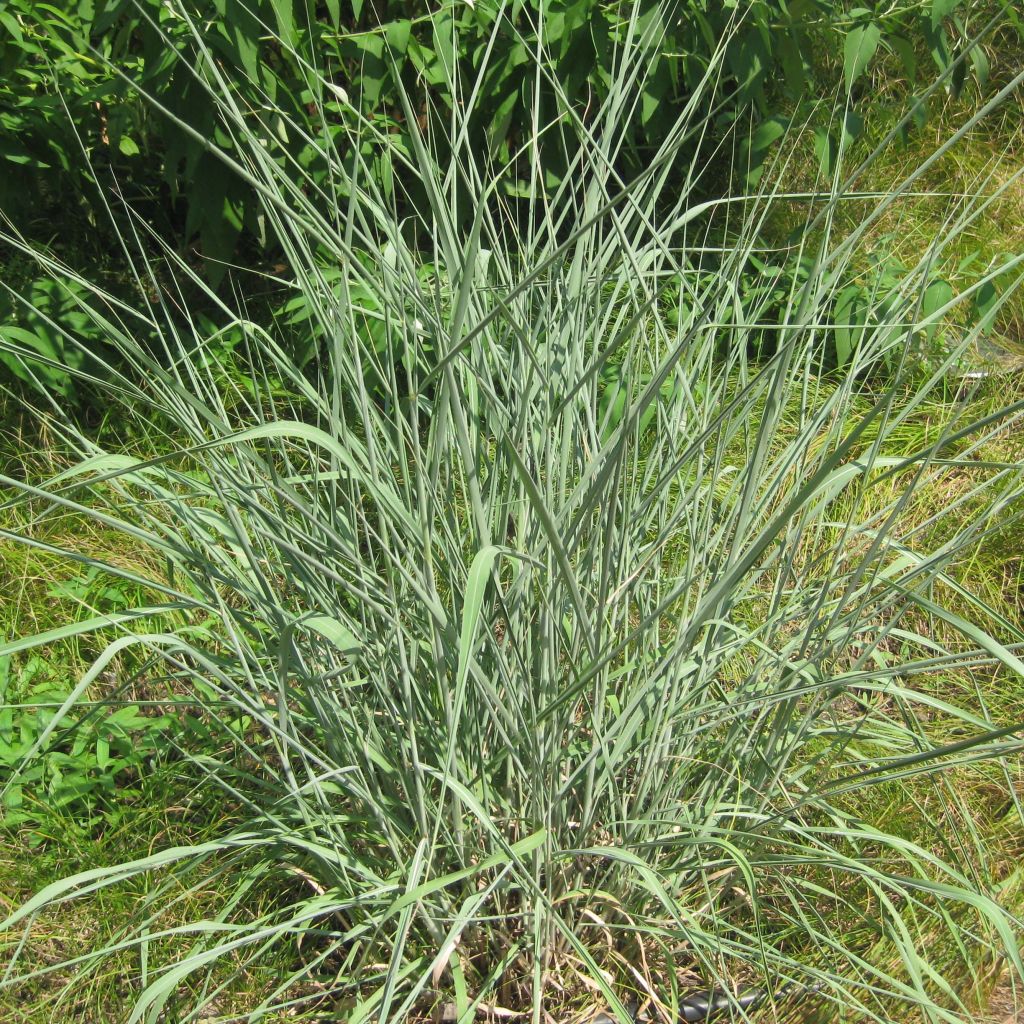 Sorghastrum nutans - Herbe des indiens