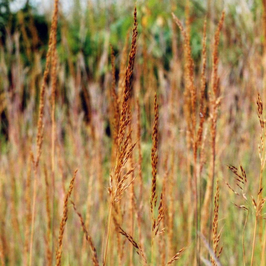 Sorghastrum nutans Sioux Blue - Herbe des Indiens bleu métallique