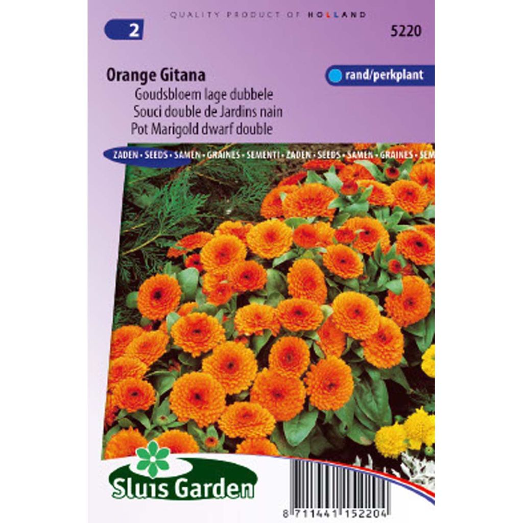 Souci de Jardin nain Orange Gitana - Calendula officinalis